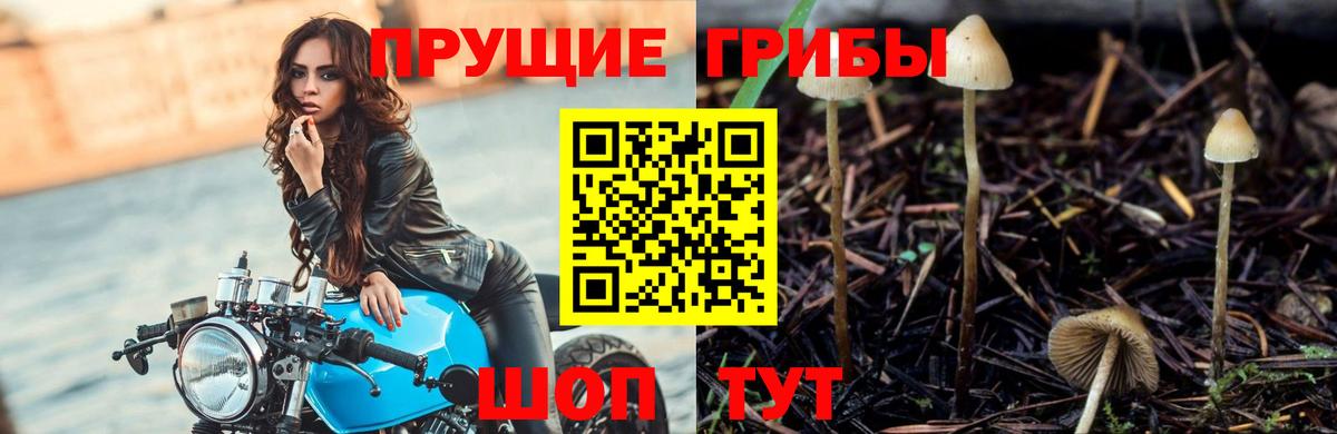 купить наркотики сайты  Псилоцибиновые грибы Cubensis  Воткинск  Вход с VPN  Галлюциногенные грибы GOLDEN TEACHER 